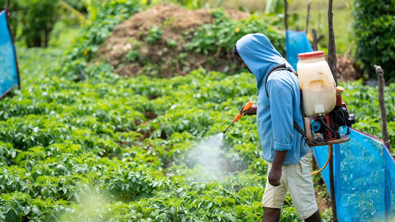 home-hero A farmer spraying crops in a lush vegetable field in Pattipola, Sri Lanka.