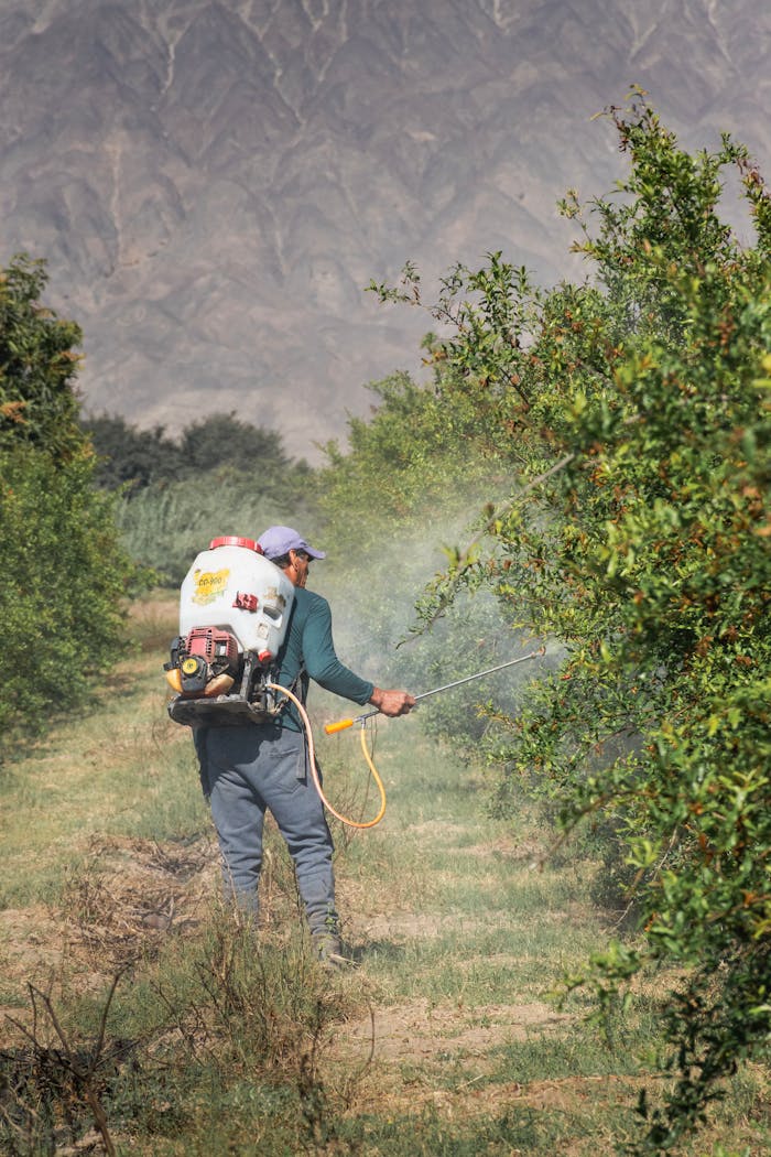 A farmer using a backpack sprayer to maintain crops in Palpa, Ica, Peru.